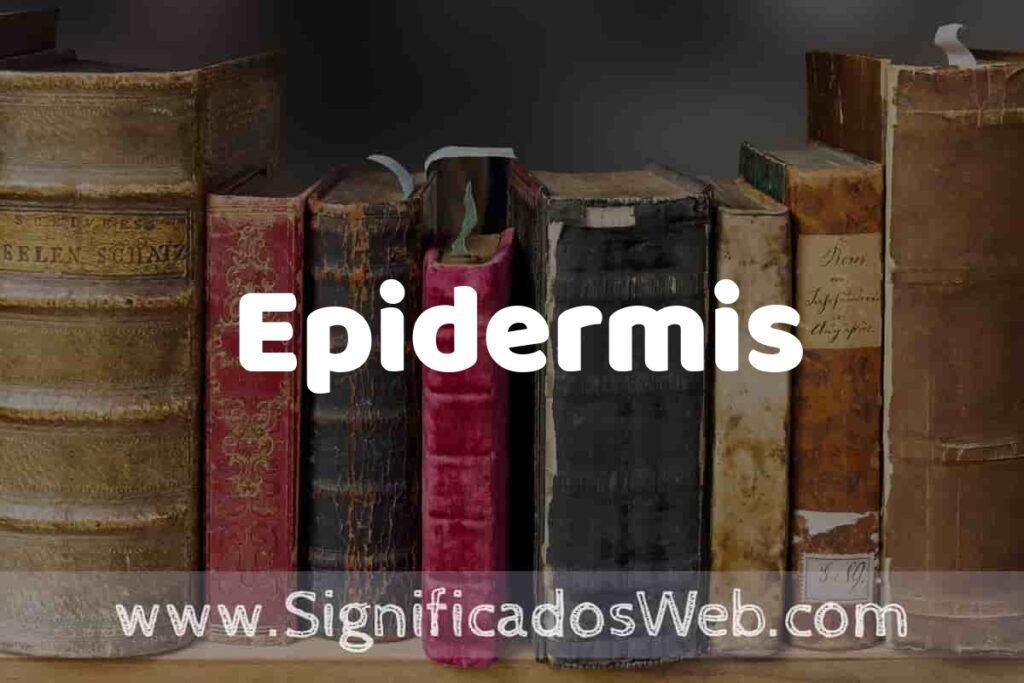 Definición de Epidermis: Que es, 5 Ejemplos, Tipos y Para que Sirve + Sinónimo y Significado
