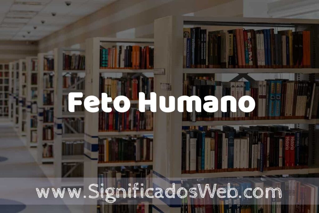 Concepto de Feto Humano ✔️ Significado y Definición