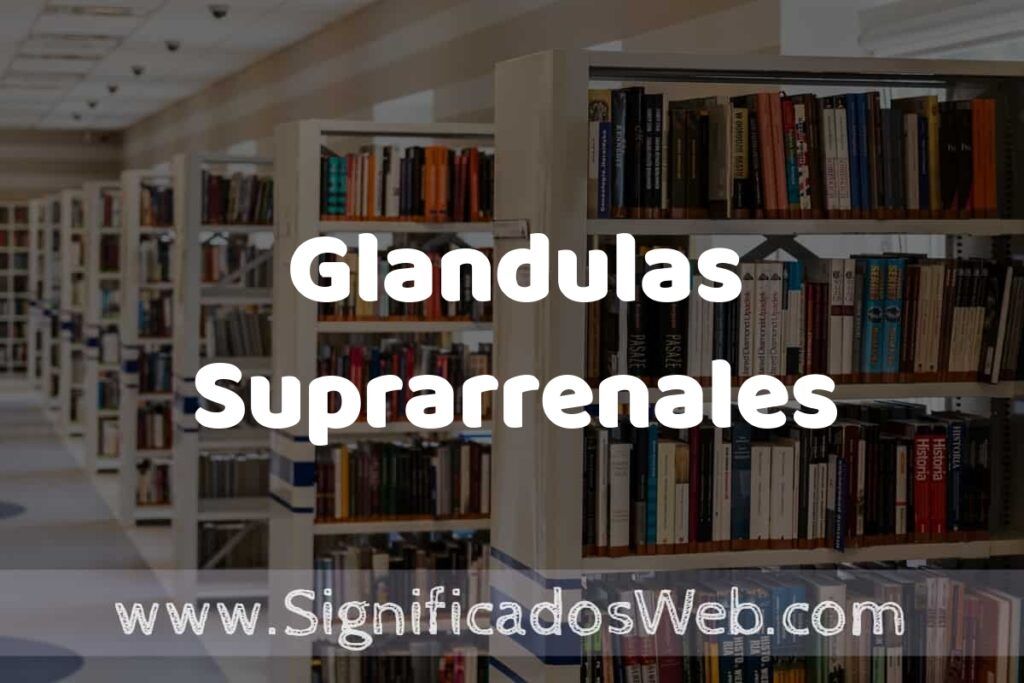Concepto de Glandulas Suprarrenales ✔️ Significado y Definición