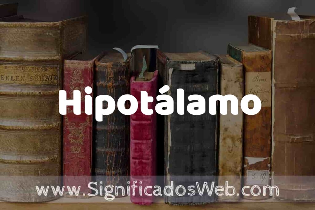 Definición de Hipotálamo: Que es, 5 Ejemplos, Tipos y Para que Sirve + Sinónimo y Significado