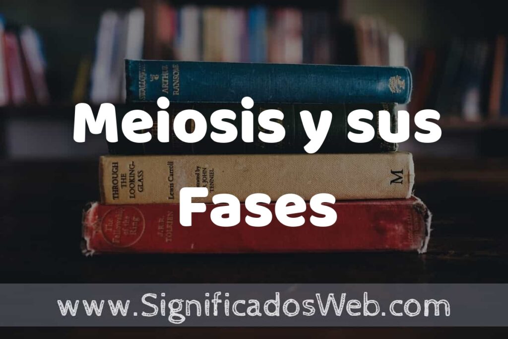 Concepto de Meiosis y sus Fases ▶️¿Que es? Definición y Significado