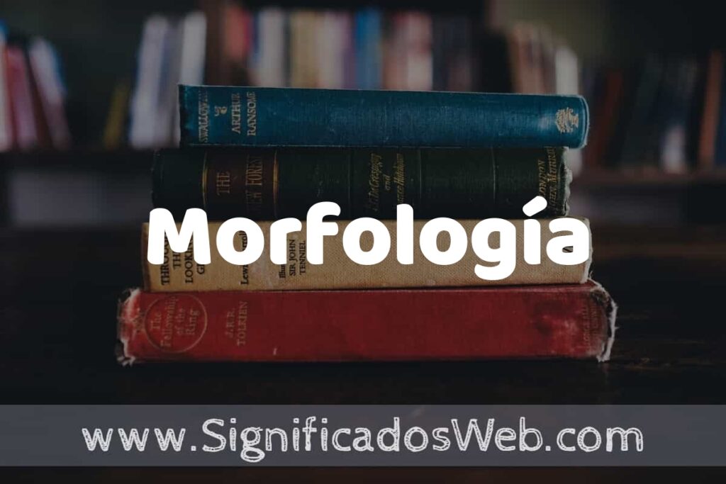 Concepto de Morfología ▶️¿Que es? Definición y Significado