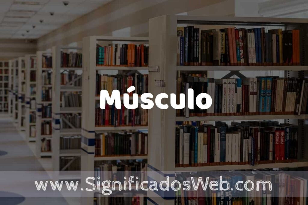 Concepto de Músculo ✔️ Significado y Definición