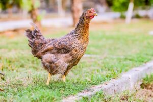 Significado de Gallina