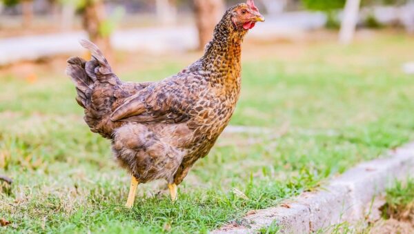 Significado de Gallina