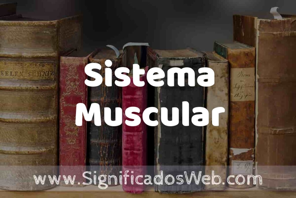 Definición de Sistema Muscular: Que es, 5 Ejemplos, Tipos y Para que Sirve + Sinónimo y Significado