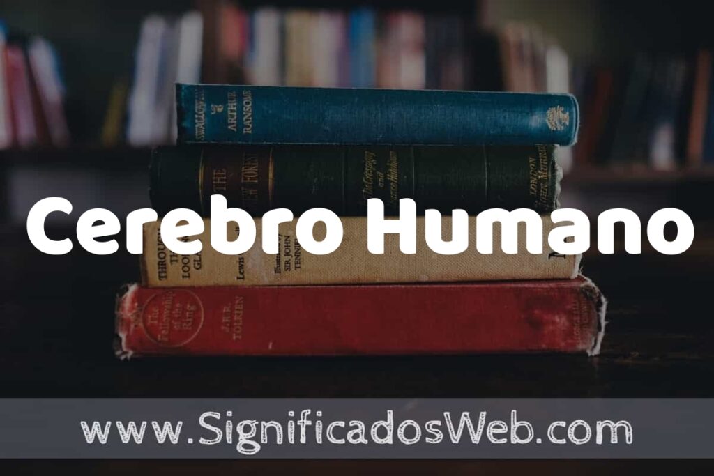 Concepto de Cerebro Humano ▶️¿Que es? Definición, Significado y EJEMPLOS