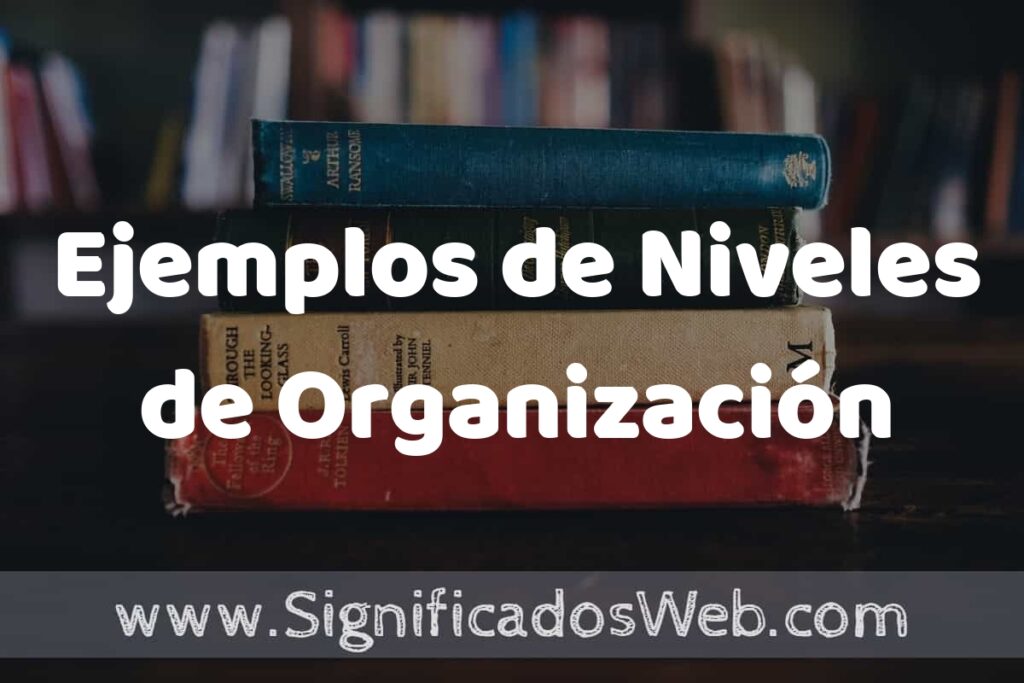 25 Ejemplos de Niveles de Organización ▶️ ¿que es? Características y COMO USAR
