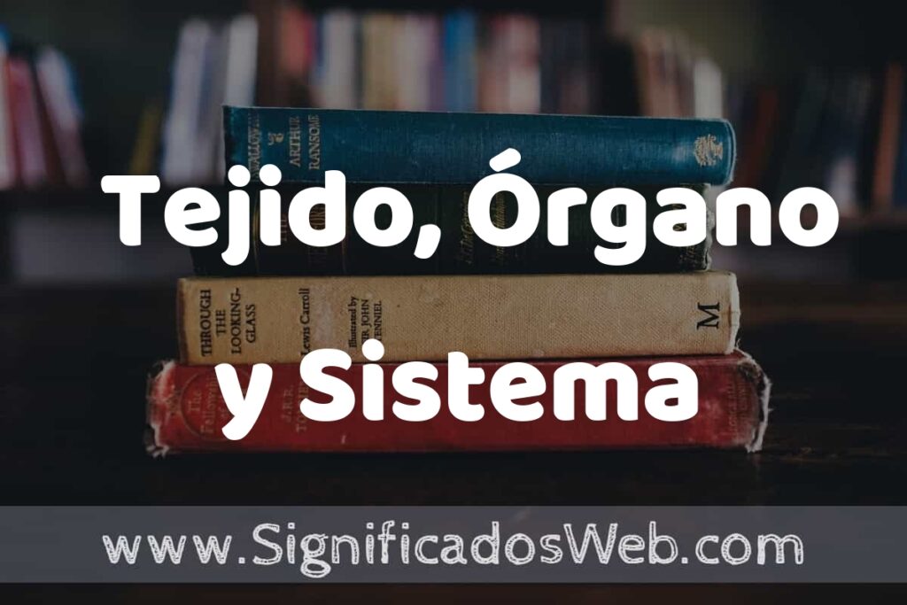 Concepto de Tejido, Órgano y Sistema ▶️¿Que es? Definición, Significado y EJEMPLOS