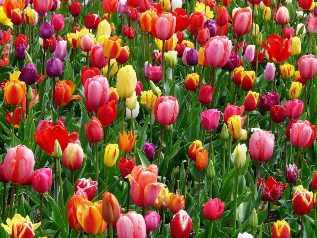 20 EJEMPLOS DE FLORES